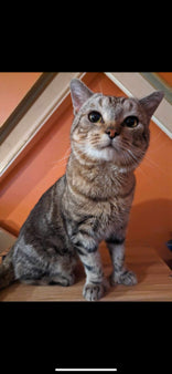 Felix