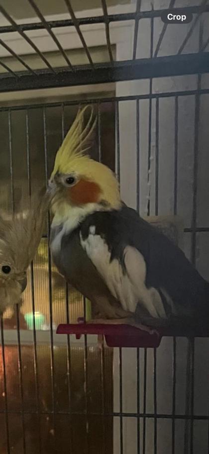 Coco