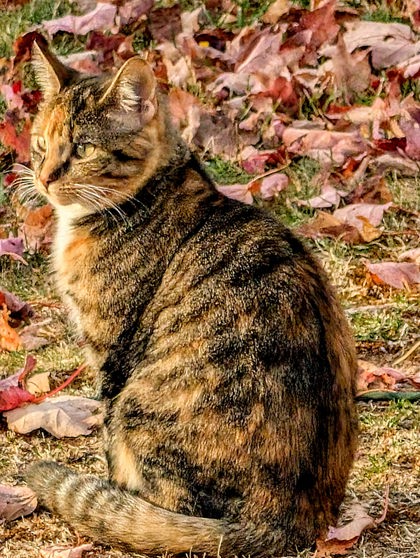 Calypso