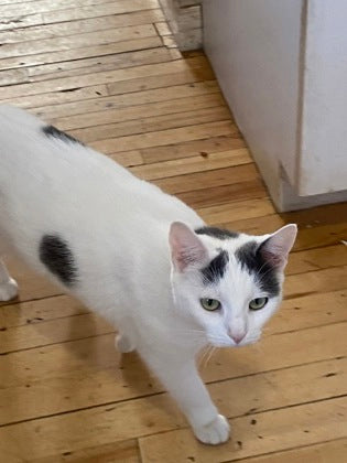 Oreo
