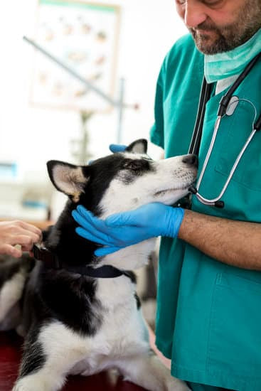 Heart Worm/ Flea prevention