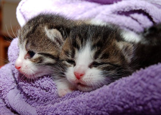 Comfort & Care for a Litter of Kittens