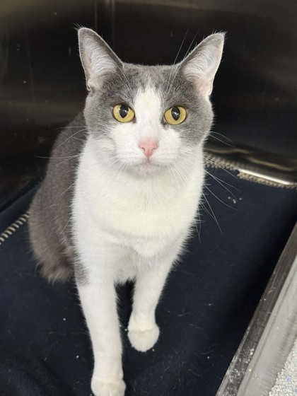 Tiki Whiskers