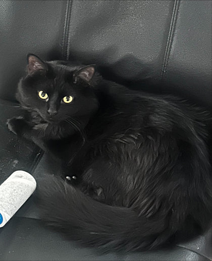 Kitty