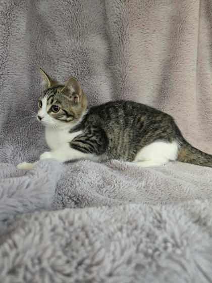 Nova
