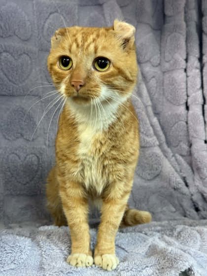Garfield