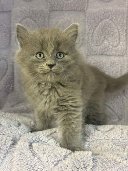 Tank