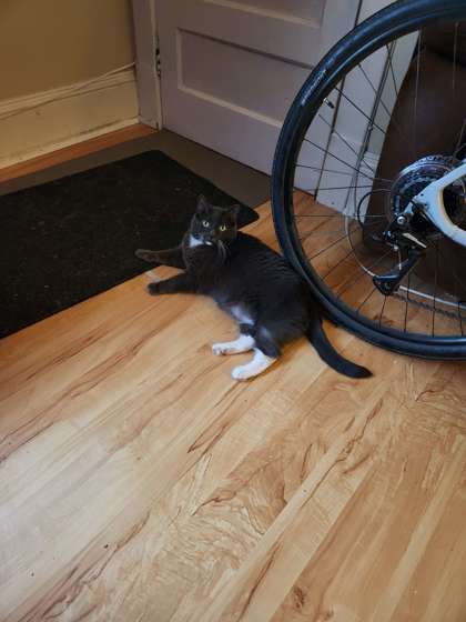 Nermal