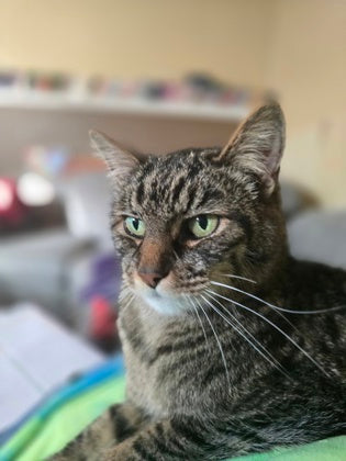 Zephyr
