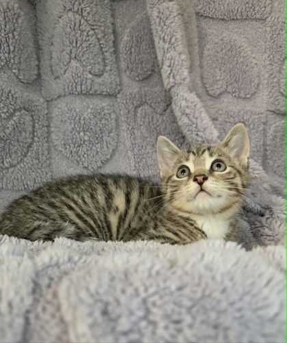 Merlin