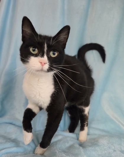 Taylor Tuxedo