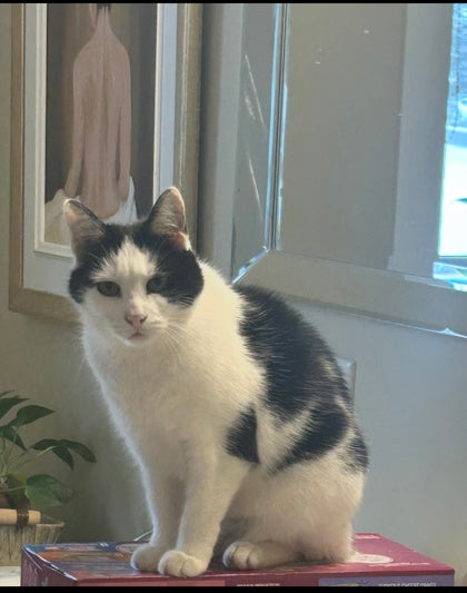 Oreo