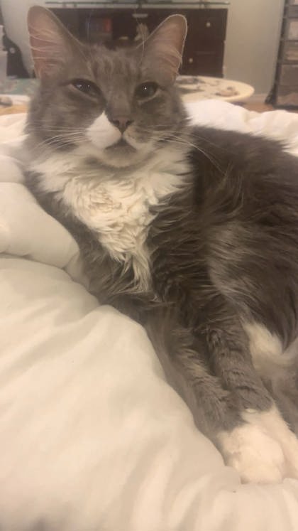 O'Malley