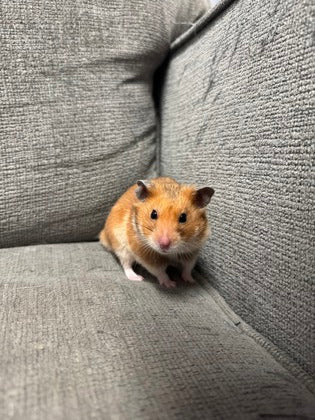 Chinchu