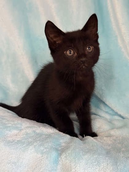 Binx