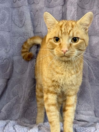 Oscar