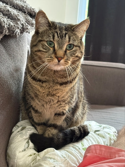 Cal