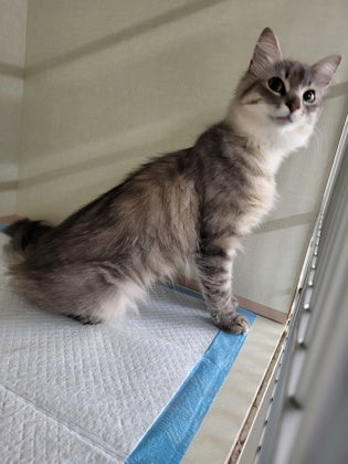 Floof