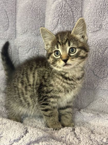 Nova