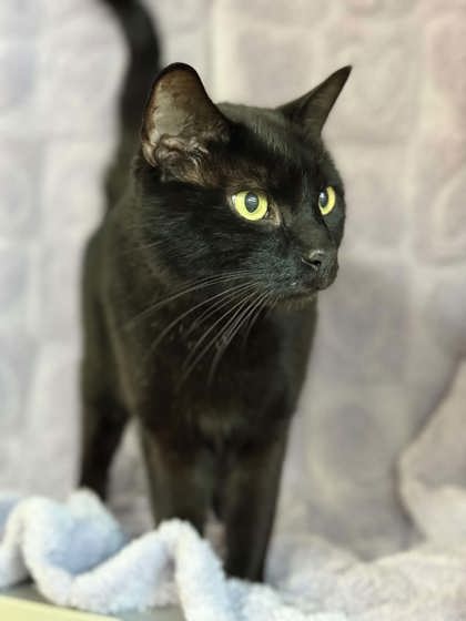 Salem