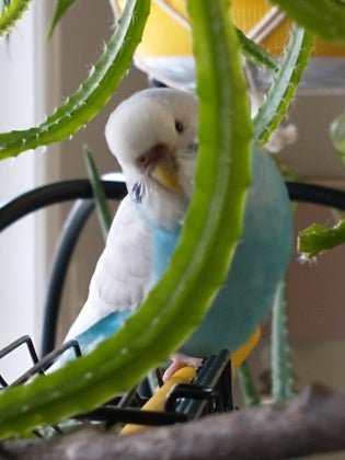 Rosie