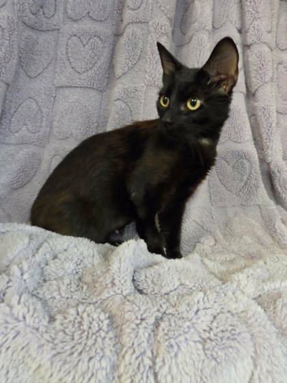 Jiji