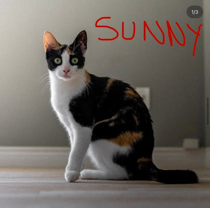 Sunny