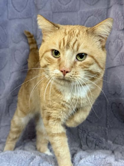 Leo