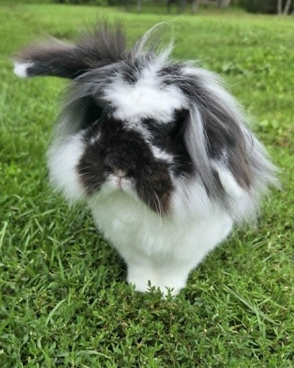 Dust Bunny