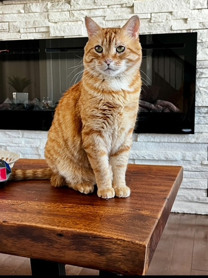 Milo