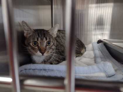 2000441721