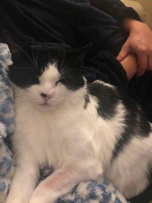Kitty