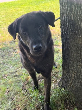 Archie