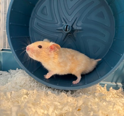 Hammah Montana