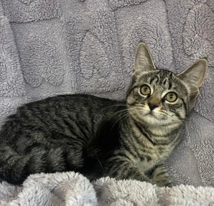 Hazel