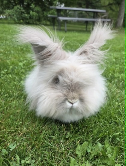 Ghost Bunny
