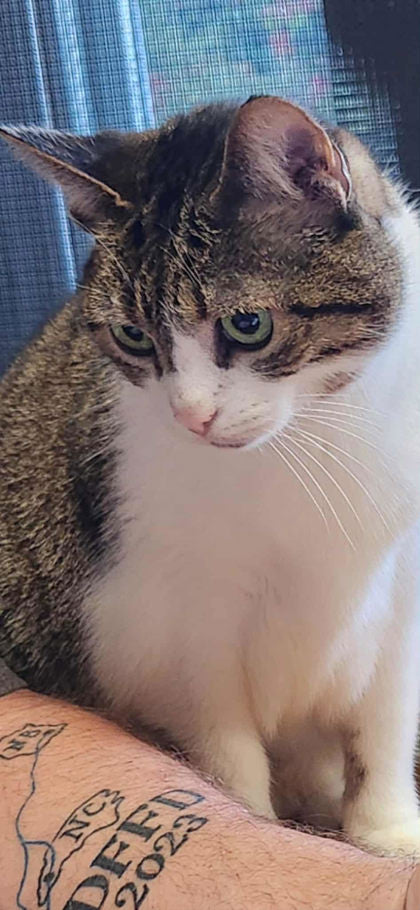 Minou