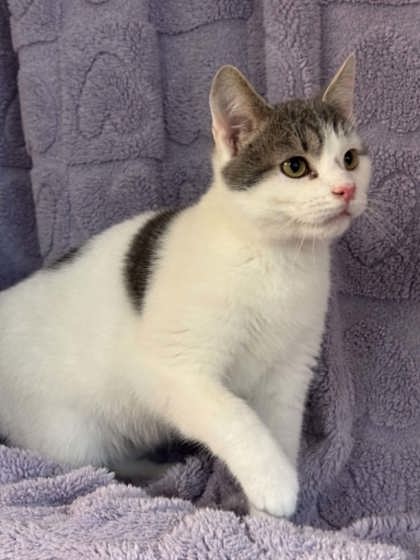 Obi Wan Catnobi