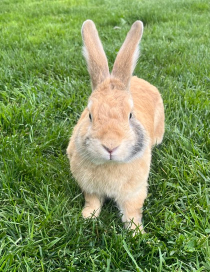 Ginger