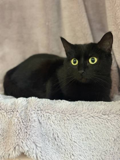 Elvira
