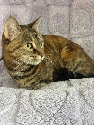 Tabby