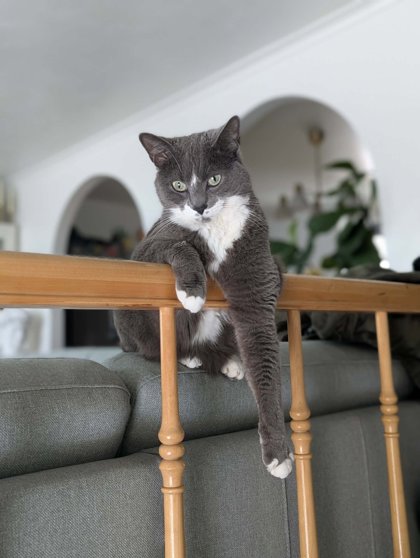 Findus
