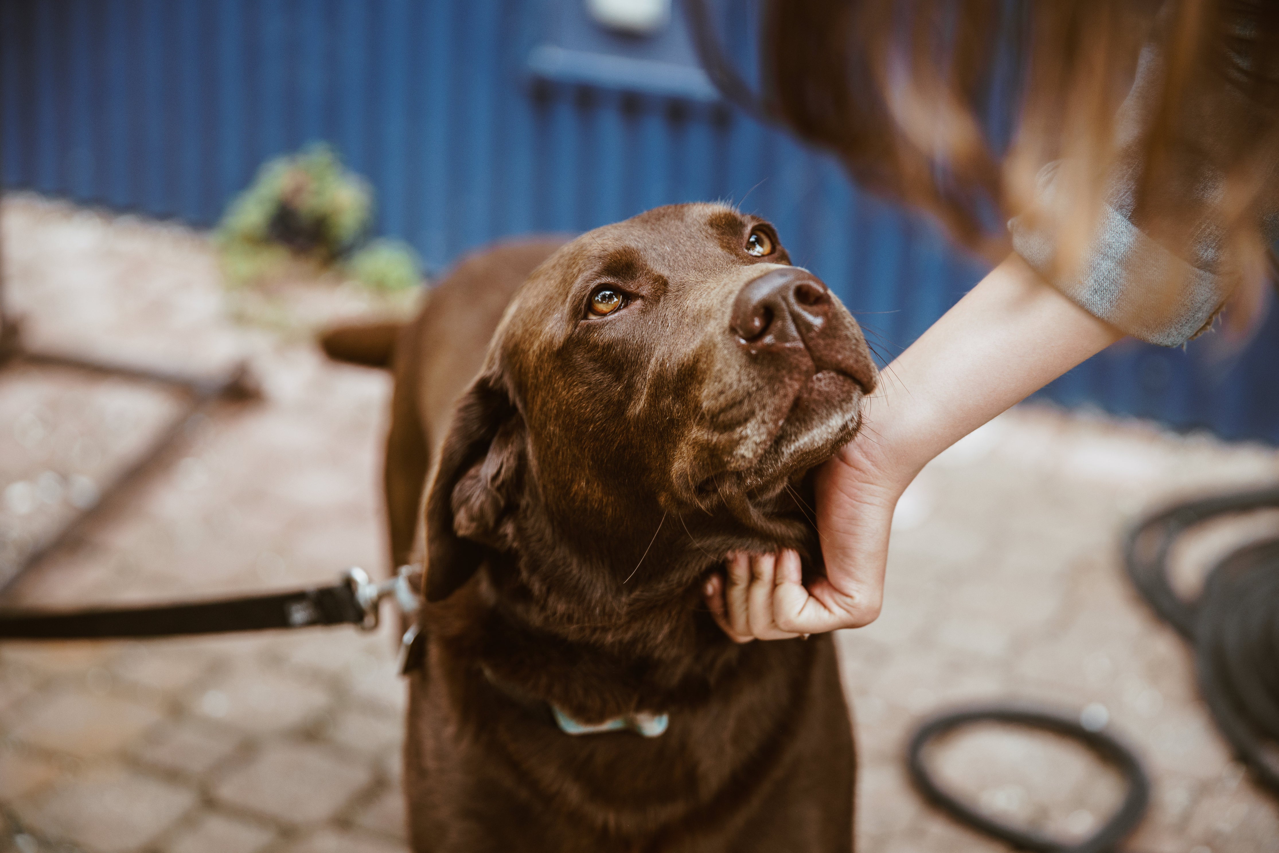 Animal control barking store dog