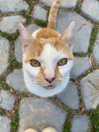 Roji