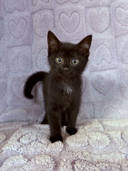 Mochi