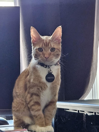 Cheeto
