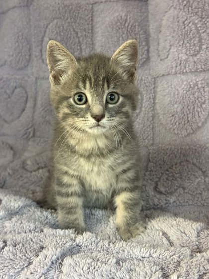 Nimbus