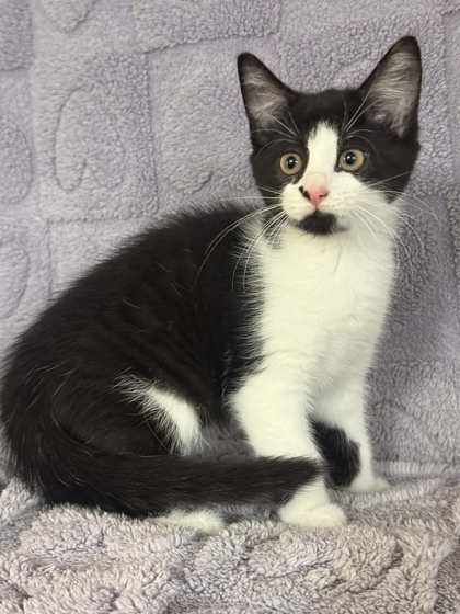 Oreo
