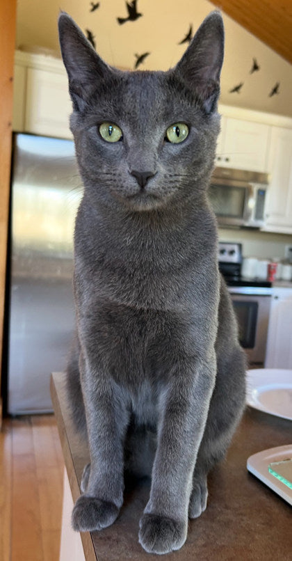 Berlioz