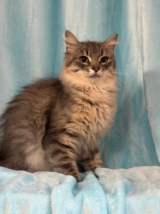 Floof